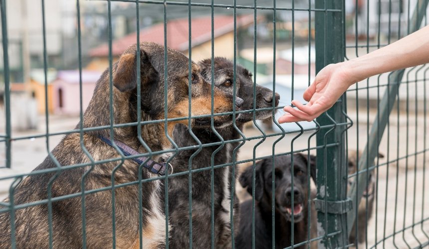 У Києві щорічно відбиратимуть притулки для тварин, які фінансуватимуть з міського бюджету