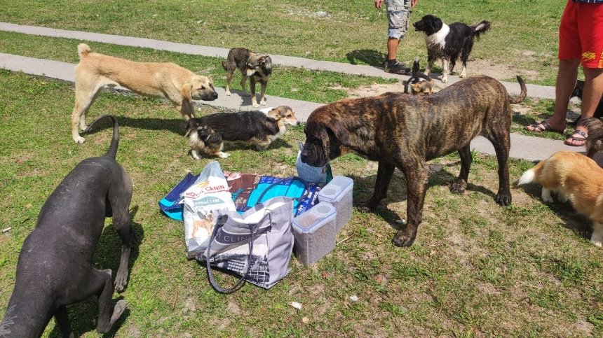 Врятовані з Херсонщини собаки в Притулку Едуарда Глеби в Гостомелі