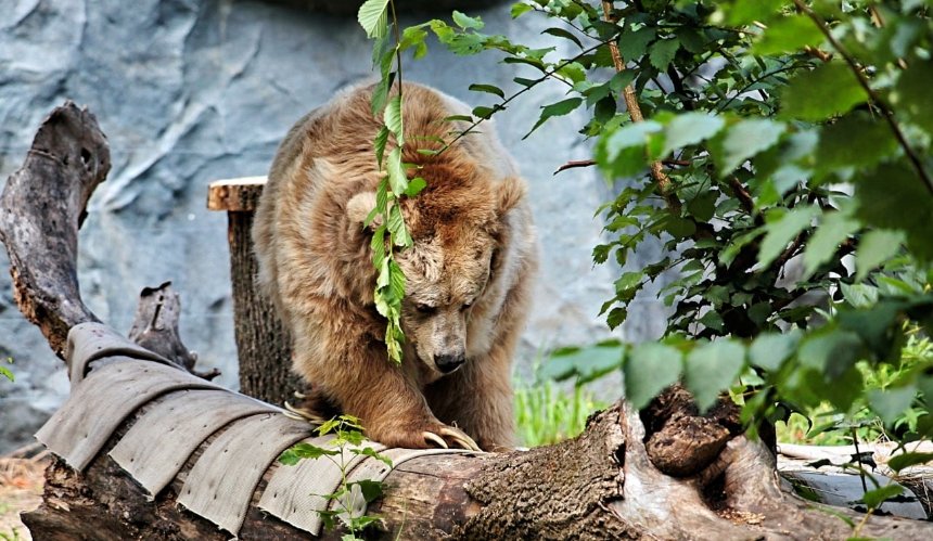 У Київському зоопарку оновили літній вольєр для ведмедів: фото
