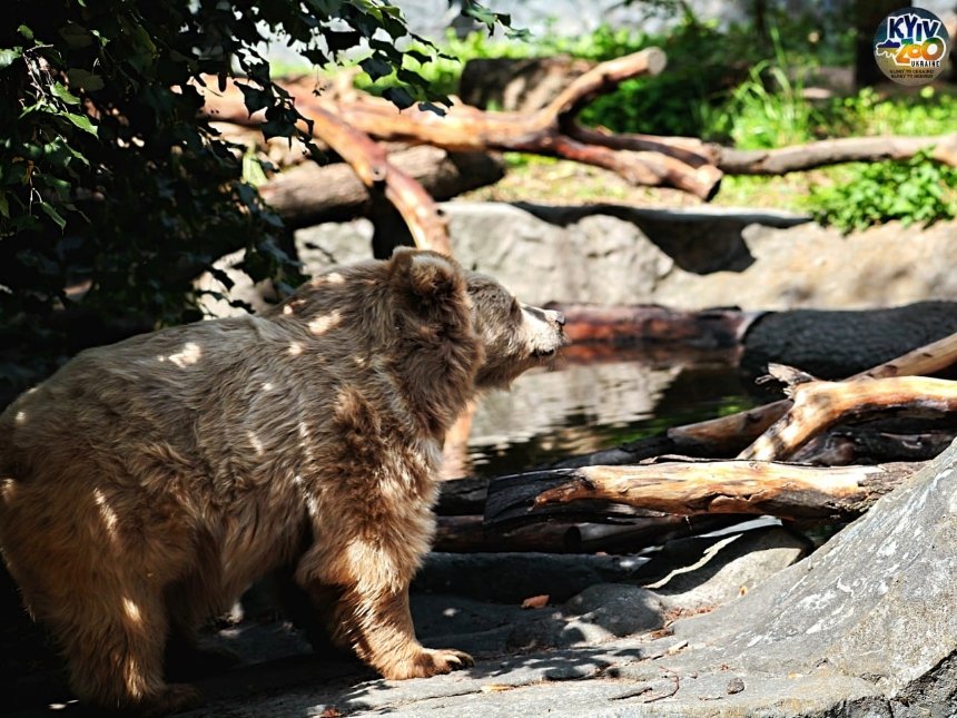 У Київському зоопарку оновили літній вольєр для ведмедя Боба та ведмедиці Чудо