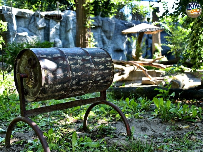 У Київському зоопарку оновили літній вольєр для ведмедя Боба та ведмедиці Чудо