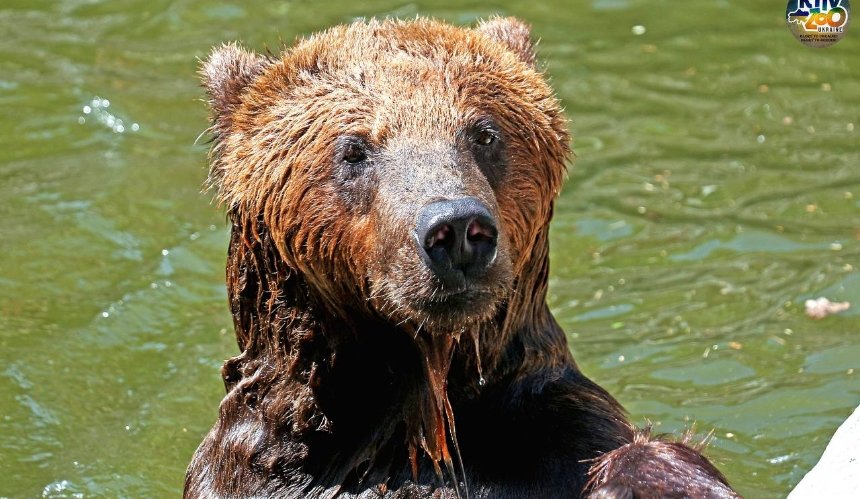 Як у київському зоопарку рятують тварин від спеки: фото