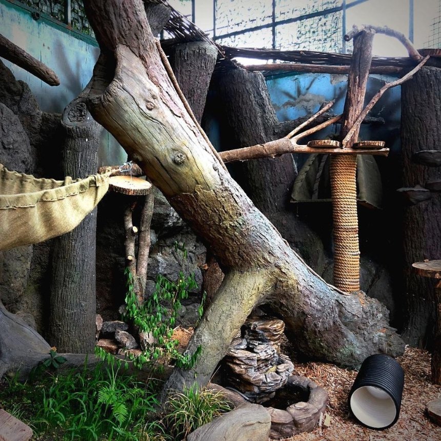 У Київському зоопарку облаштували літню домівку для каракал, які проходять реабілітацію після жорстокого поводження