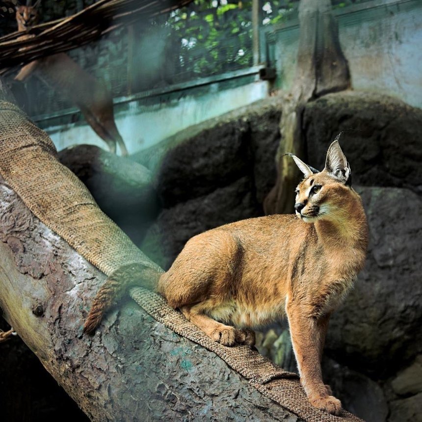 У Київському зоопарку облаштували літню домівку для каракал, які проходять реабілітацію після жорстокого поводження