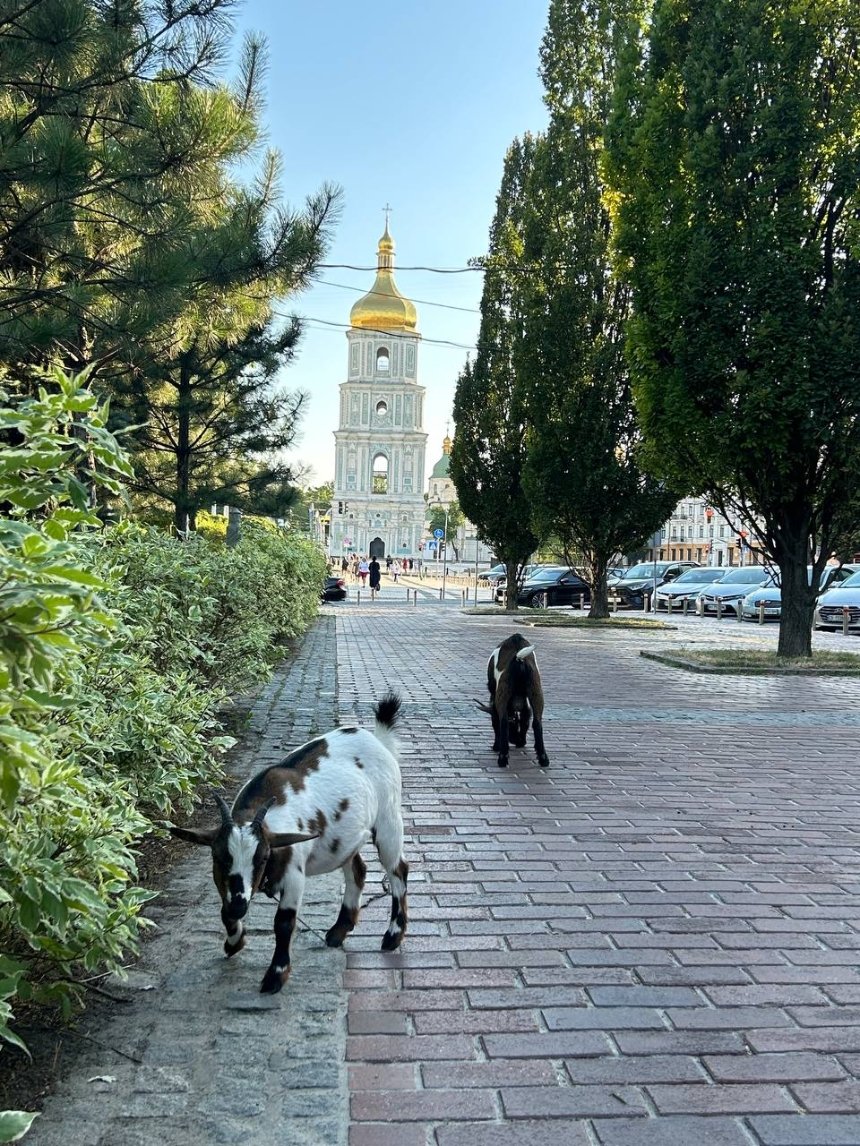 На Софійській площі у Києві помітили кіз 9 липня 2024 року