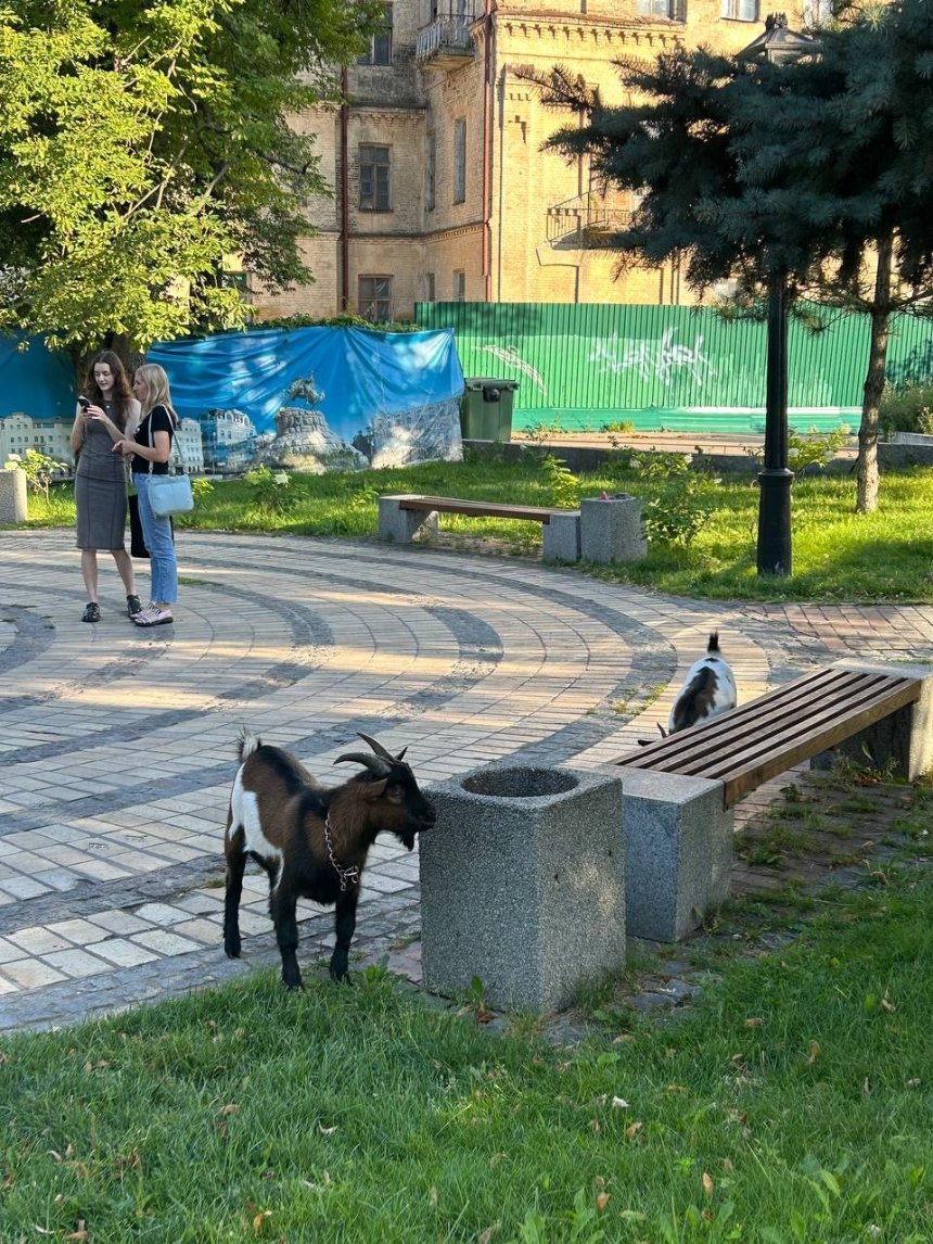 На Софійській площі у Києві помітили кіз 9 липня 2024 року