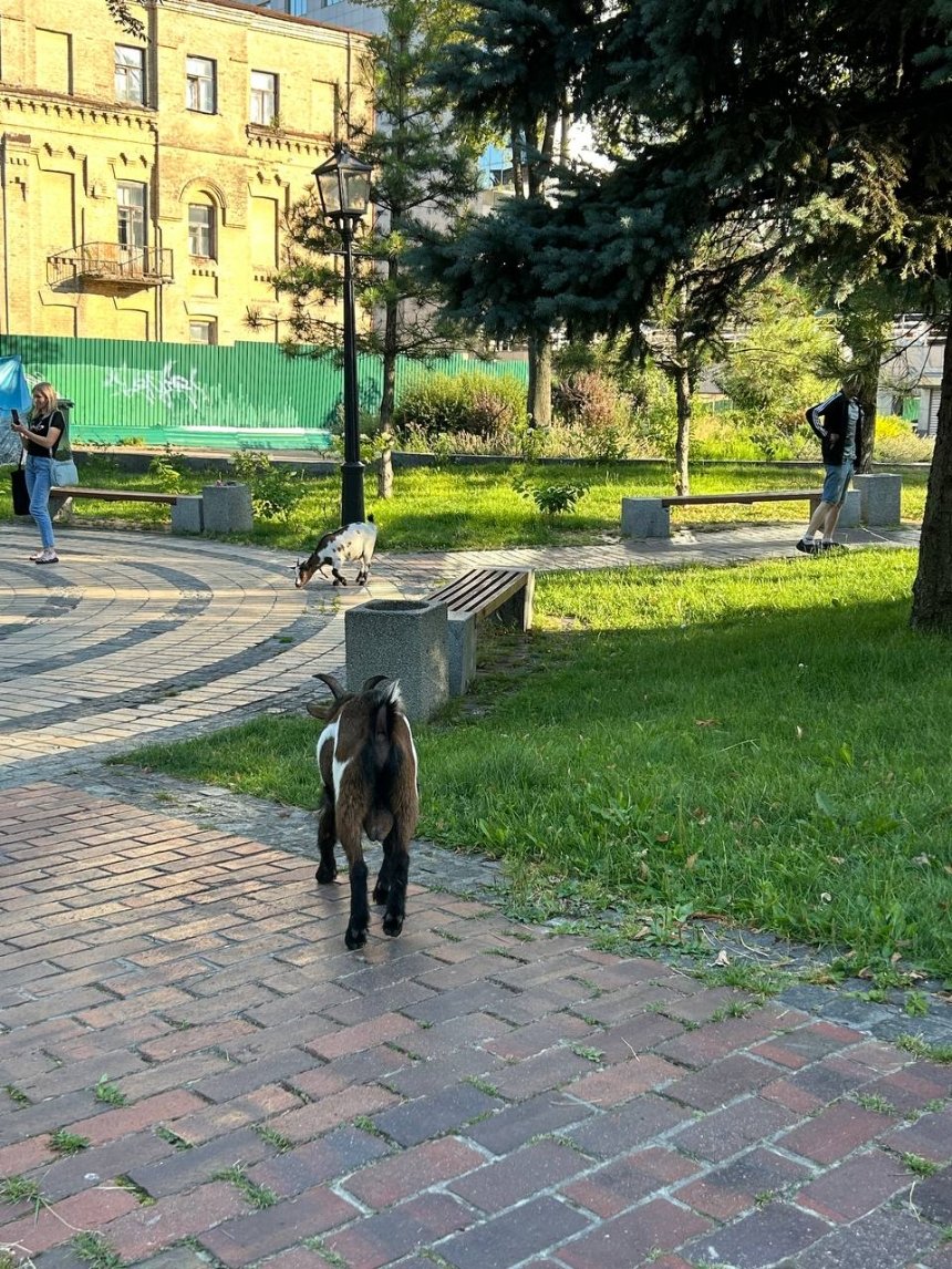 На Софійській площі у Києві помітили кіз 9 липня 2024 року