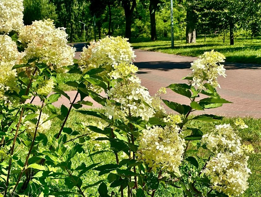 У пару "Відрадний" в Солом'янському районі квітне гортензія