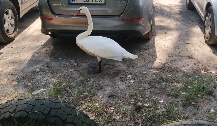 Сидів на траві зі зламаним крилом: у Гідропарку врятували лебедя