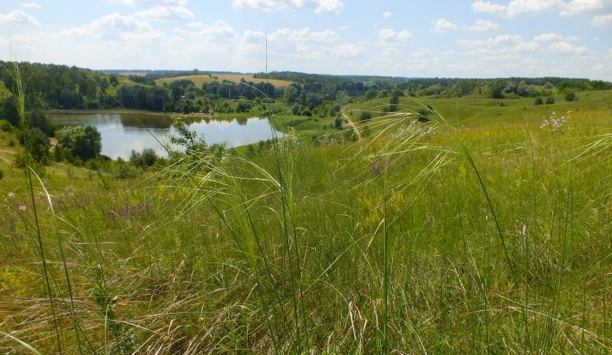 На Київщині створили три нові ботанічні пам’ятки: де вони знаходяться