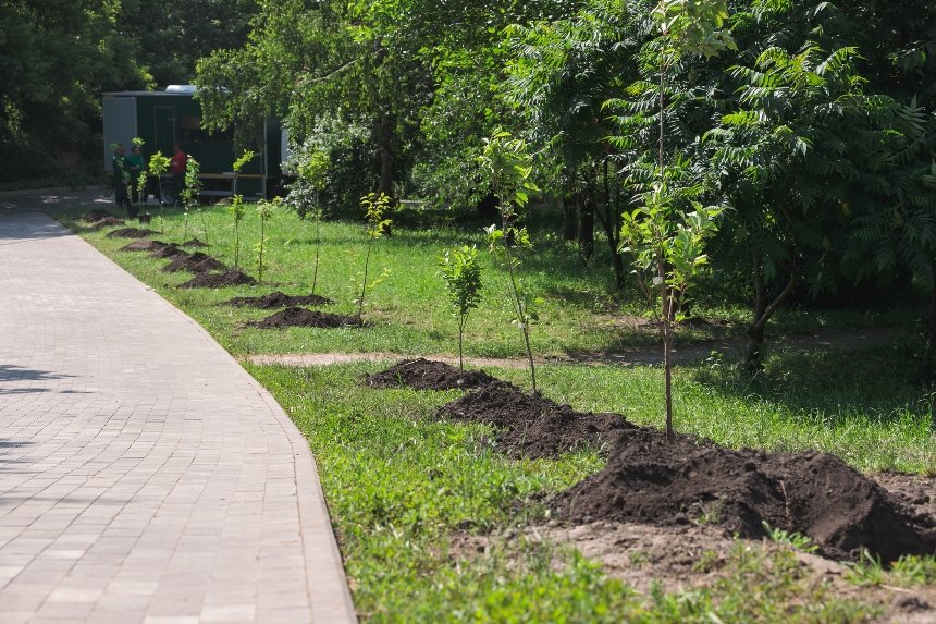 У Подільському районі Києва викрали дерева, які висадили на честь загиблих медійників