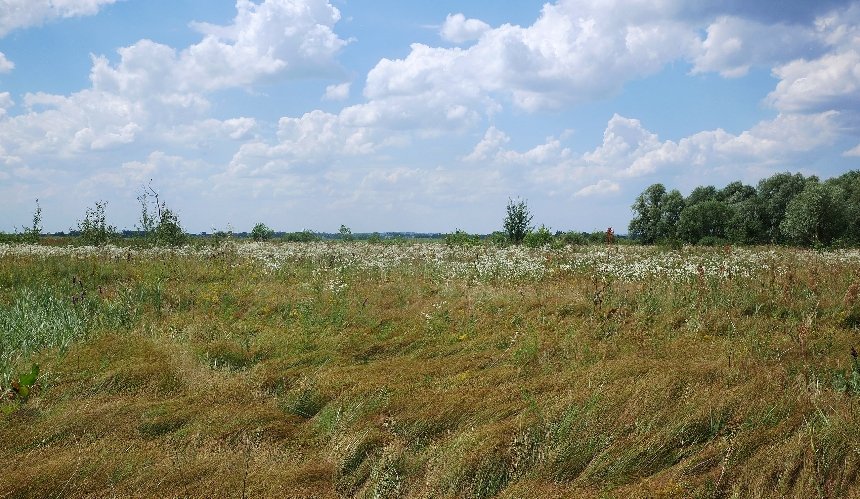 Осокорівські луки забудова