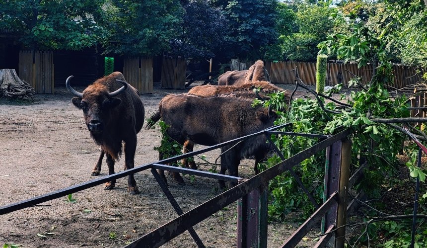 КиївЗоо відновлюється після негоди