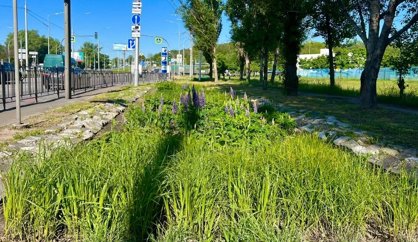 У Києві планують облаштувати ще кілька нових локацій з дощовими садками: де саме