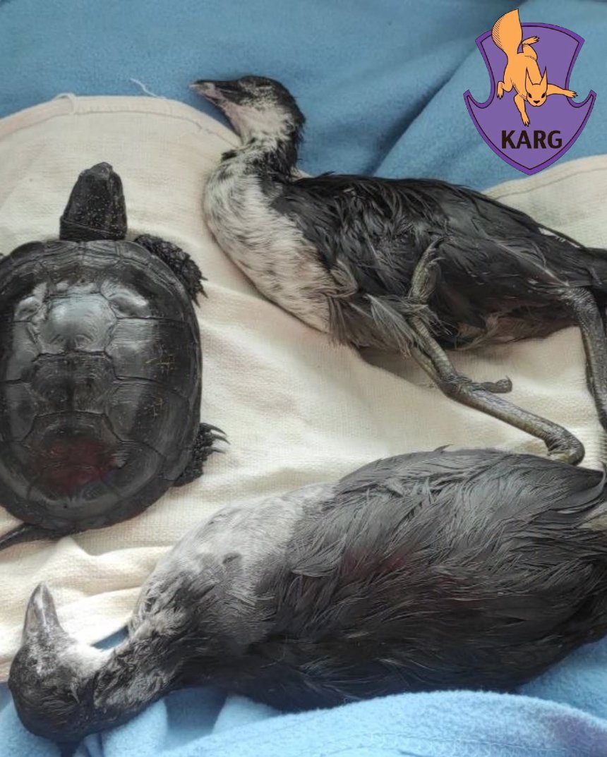 Волонтери Kyiv Animal Rescue Group рятують тварин із мазуту на Оболоні
