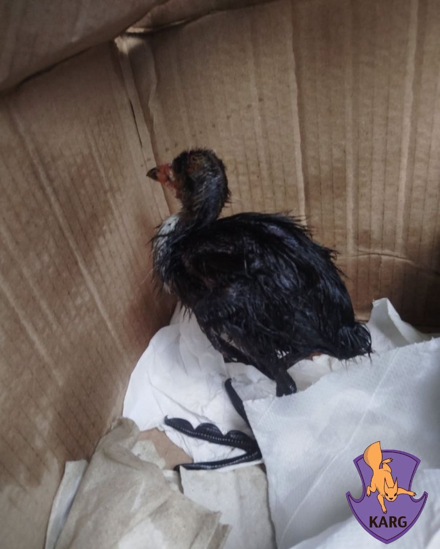 Волонтери Kyiv Animal Rescue Group рятують тварин із мазуту на Оболоні