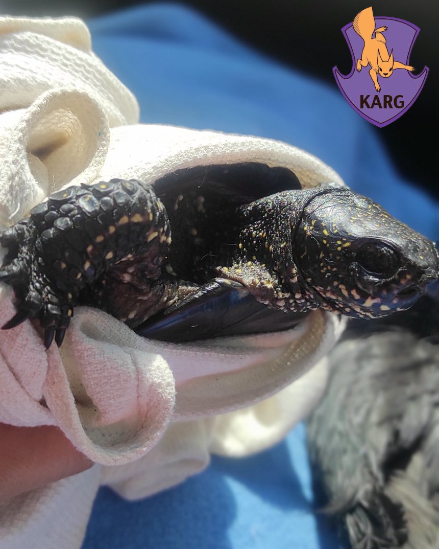 Волонтери Kyiv Animal Rescue Group рятують тварин із мазуту на Оболоні