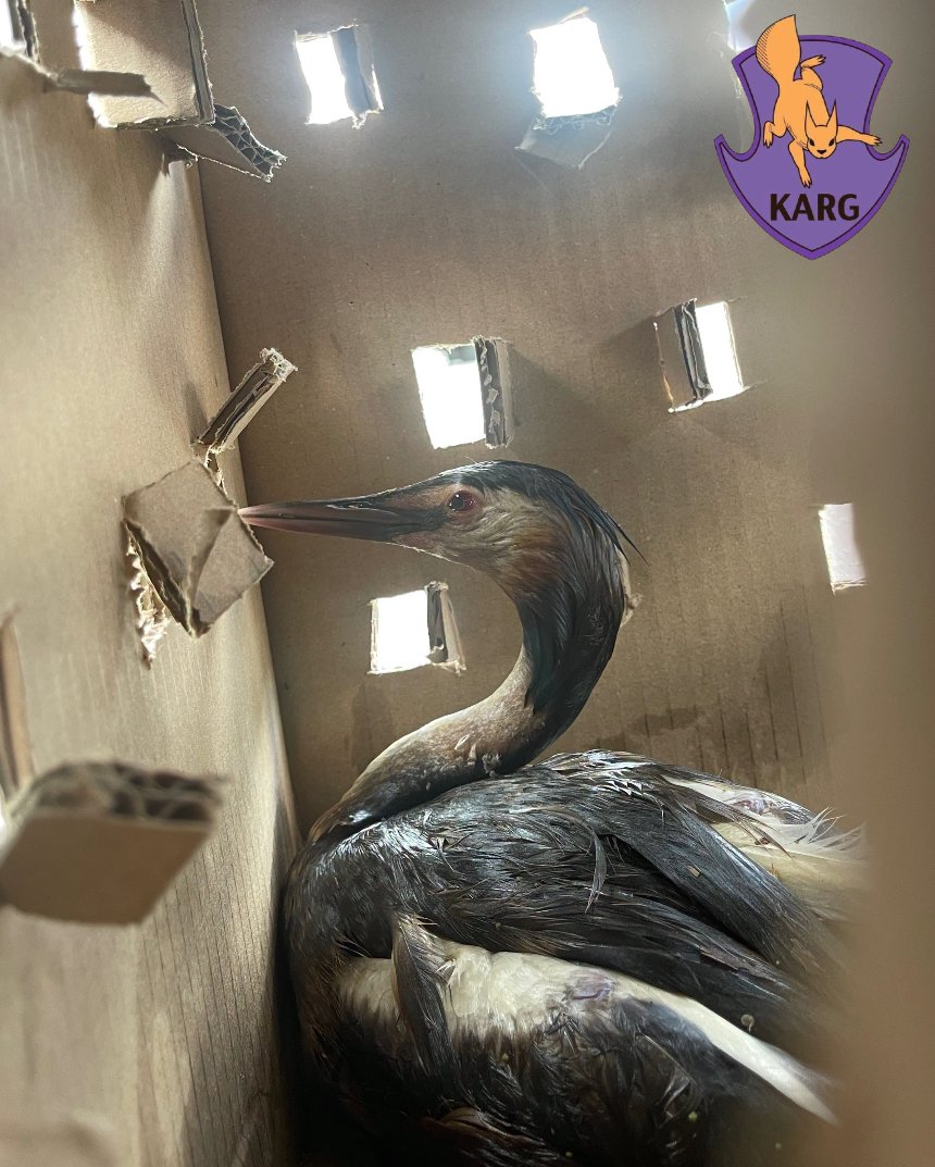 Волонтери Kyiv Animal Rescue Group рятують тварин із мазуту на Оболоні