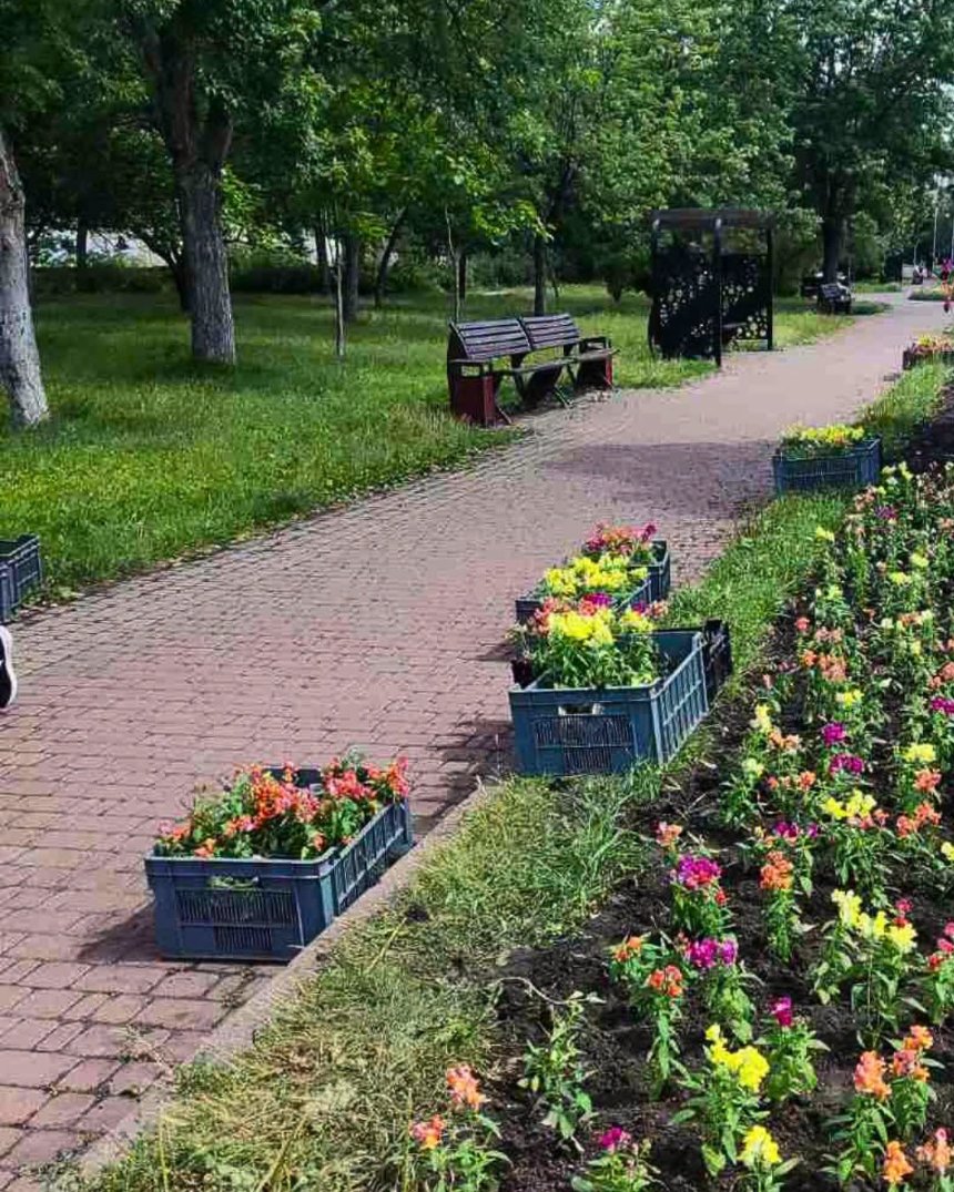 В парку "Фестивальний" оновили квіткові композиції на центральній алеї