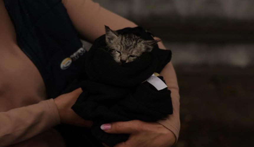 Рятувальники дістали кошенят із-під завалів у Києві та Вишневому: деталі порятунку