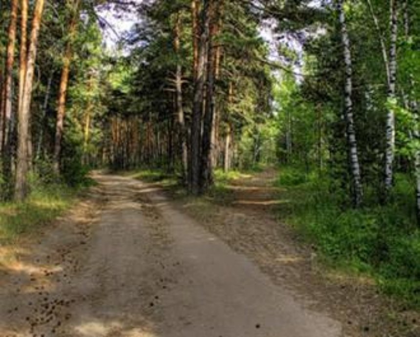 Власти поселка Коцюбинское под Киевом не намерены отдавать столице Беличанский лес