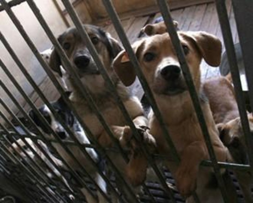 ​Киевляне готовят петицию против закрытия единственного в городе приюта для животных