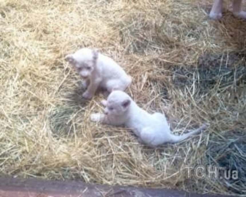 В зоопарке под Киевом родились 5 белых львят (фото)
