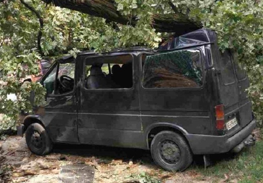 В Святошинском районе дерево раздавило автомобиль (фото)
