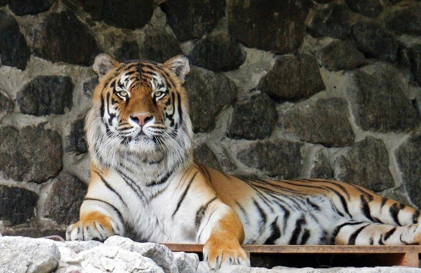 Полосатые именины: тигры из Киевского зоопарка отпразднуют день рождения