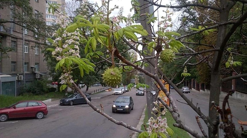 Вторая весна: в Киеве опять зацвели деревья (фото)