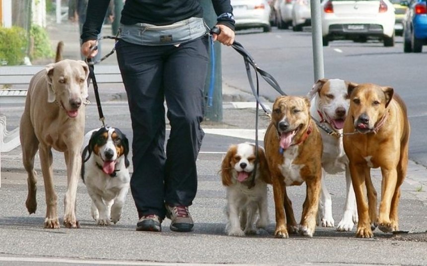 З собаками заборонено: в Києві можуть територіально обмежити вигул хатніх тварин