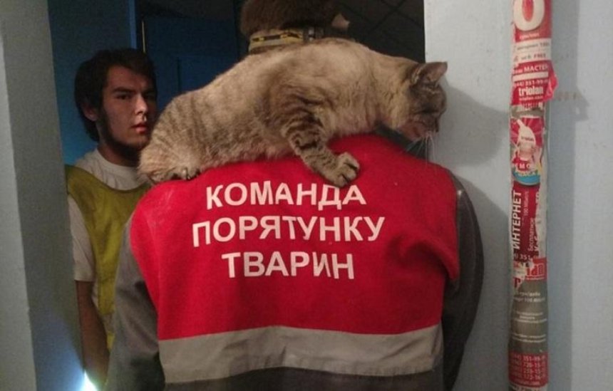 Крик из шахты: в Деснянском районе волонтеры спасли кота (фото)