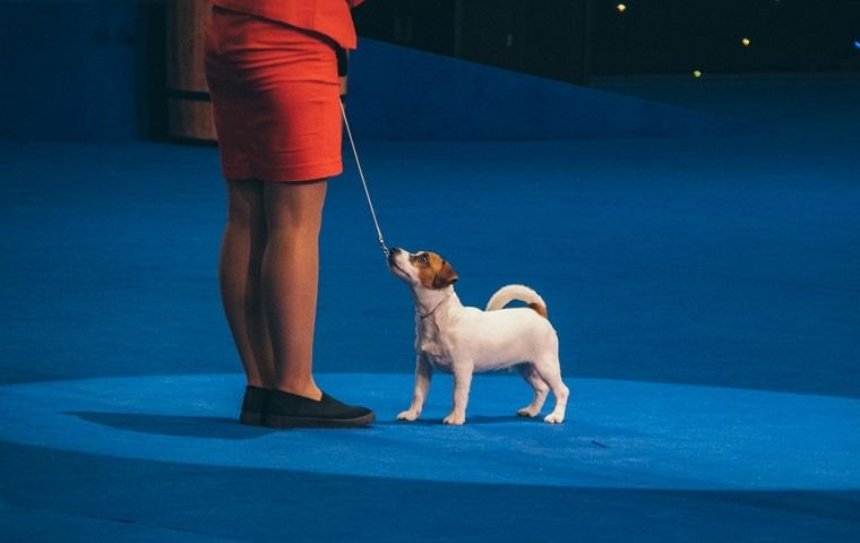 В столице проходит европейский Чемпионат среди собак (фото) 