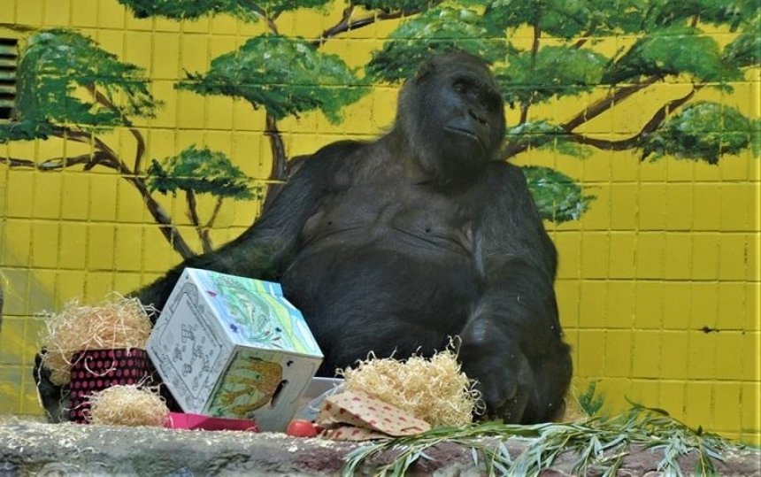 В столичном зоопарке отметили 45-летие гориллы Тони (видео)