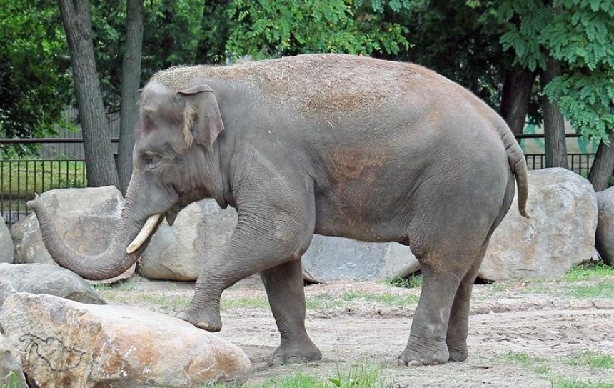 В День слона в столичном зоопарке сделали подарок Хорасу (фото)