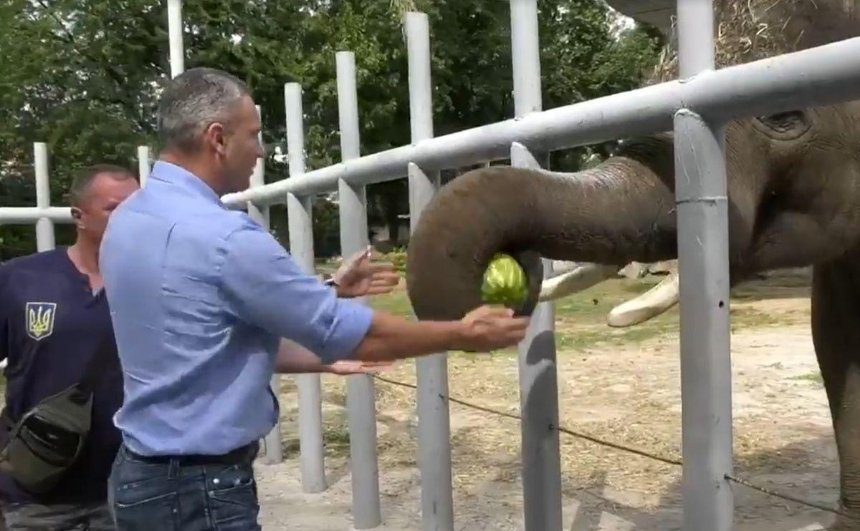 Кличко в зоопарке покормил арбузами слона и бегемотиху