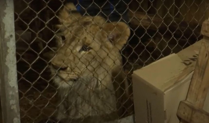 Под Киевом льва держали в коровнике: владелец говорит, что спас и выходил животное