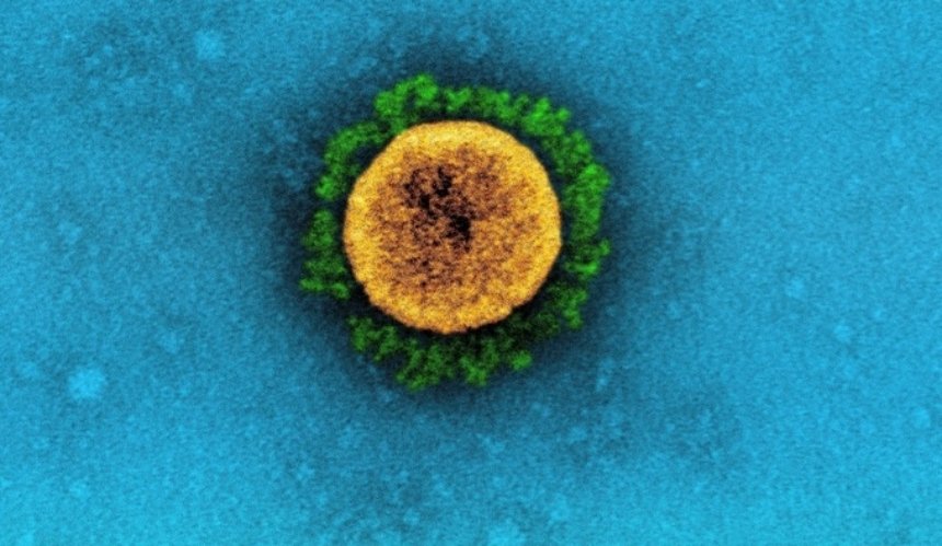 «Йота»: в США обнаружили новый штамм коронавируса