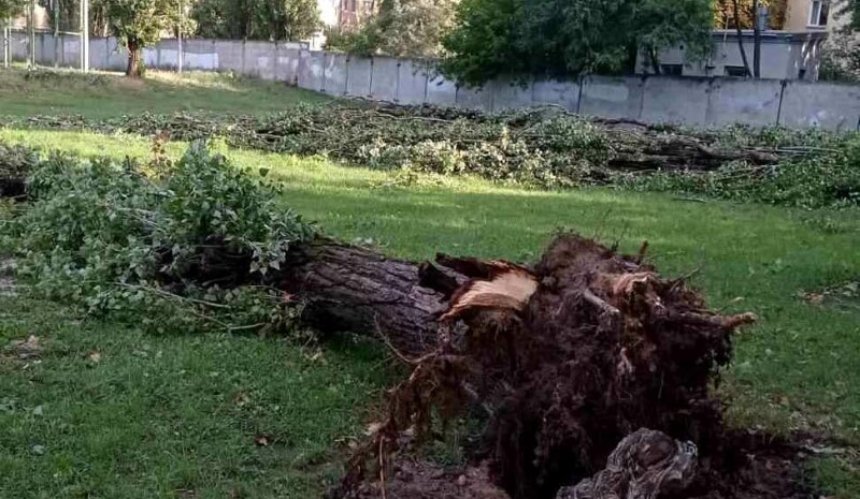 Ураган в Киеве повалил более 350 деревьев: какие районы пострадали больше всего