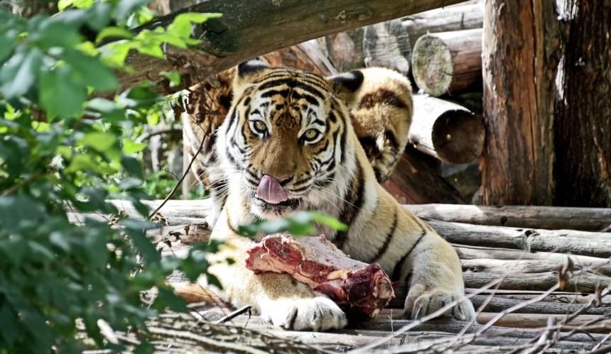 24 серпня день народження святкують тигри з Київського зоопарку