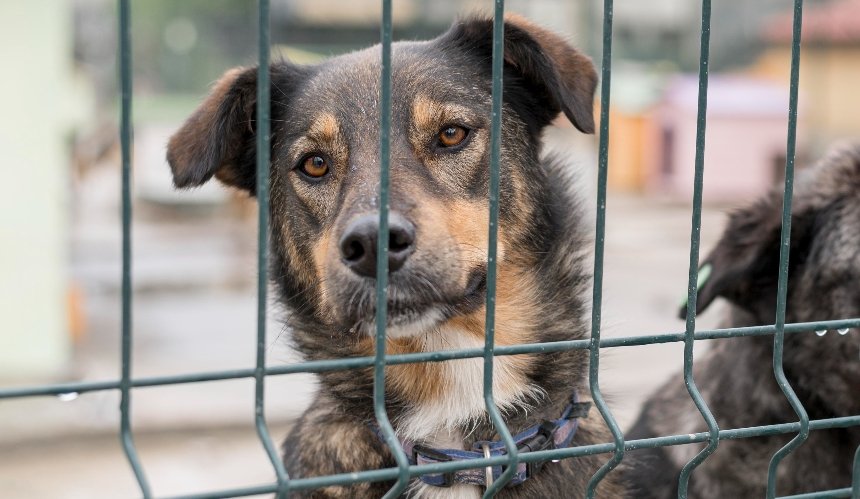 З'явився чат-бот для прилаштування безпритульних тварин в Києві