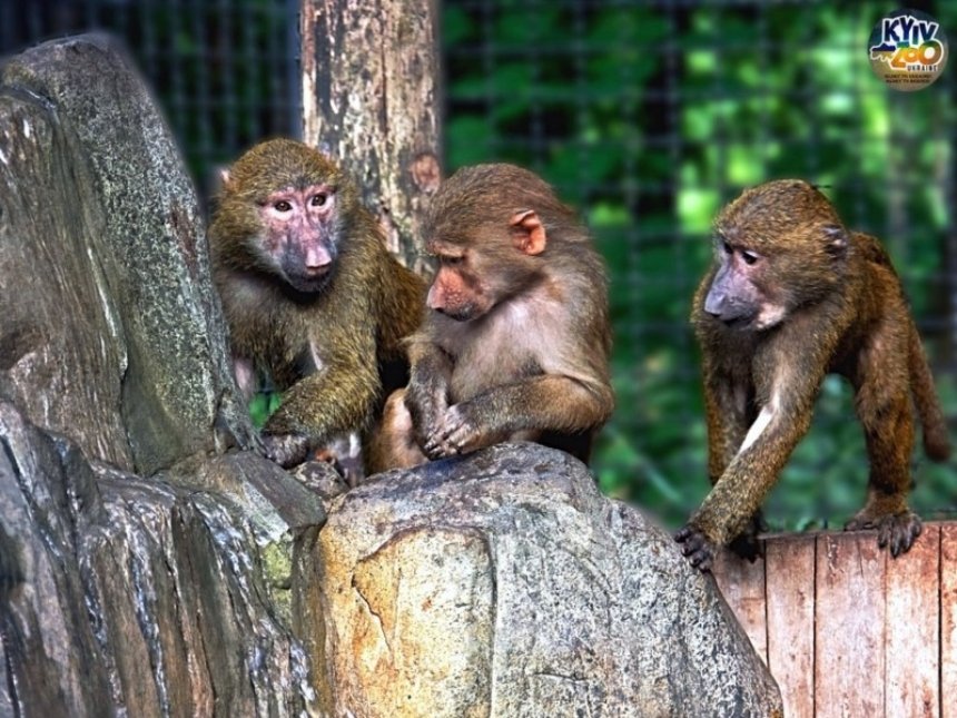 У Київському зоопарку для врятованих мавпенят павіанів облаштували нову водну забавку