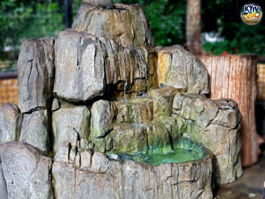 У Київському зоопарку для врятованих мавпенят павіанів облаштували нову водну забавку