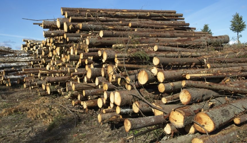 У державний бюджет відшкодують 1,2 млн грн за незаконну порубку лісу на Київщині