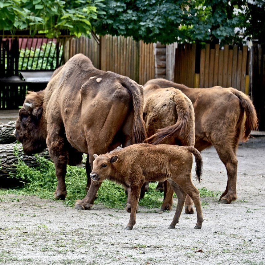 Жителів Києва запрошують познайомитися з родиною зубрів у столичному зоопарку: фотографії