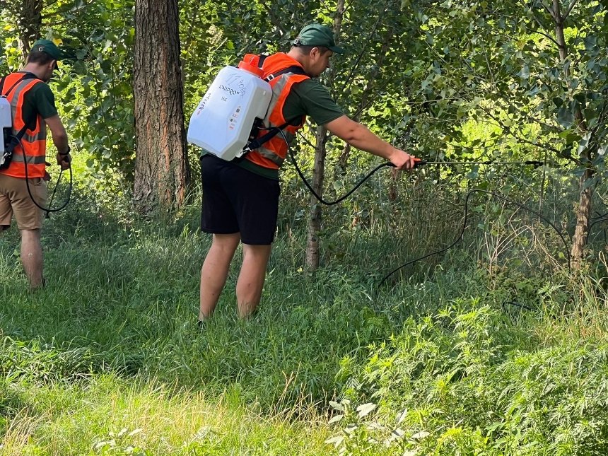 У Дарницькому районі столиці обробляють ділянки, на яких виявили амброзію