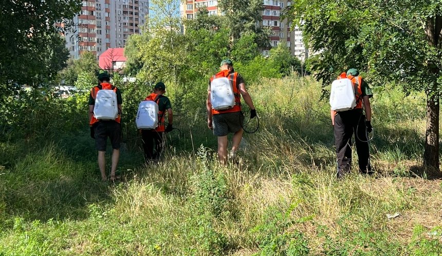 У Дарницькому районі Києва обробляють ділянки, на яких виявили амброзію