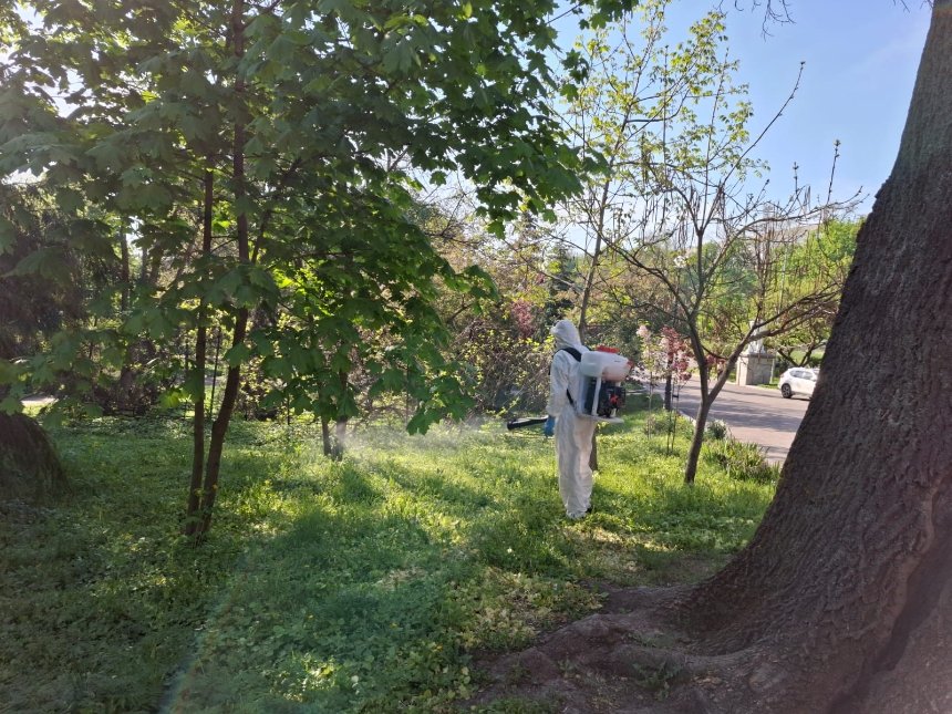 У Києві триває комплексна боротьба з амброзією: що відомо