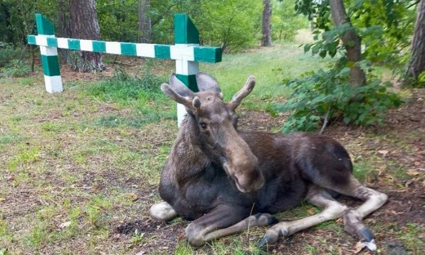 У Деснянському районі Києва патрульні врятували знесиленого лося: відео