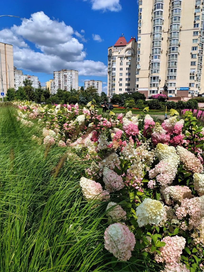 В Оболонському районі Києва квітнуть гортензії